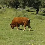 Holiday home Llanos *