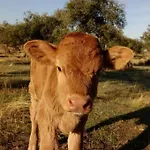 Llanos *