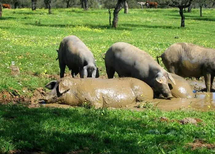 Сasa de vacaciones Llanos