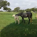 Llanos *
