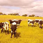 Llanos *