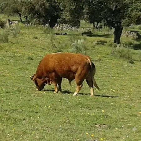 Feriehus Llanos *