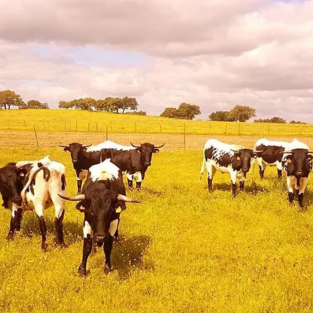 Llanos *