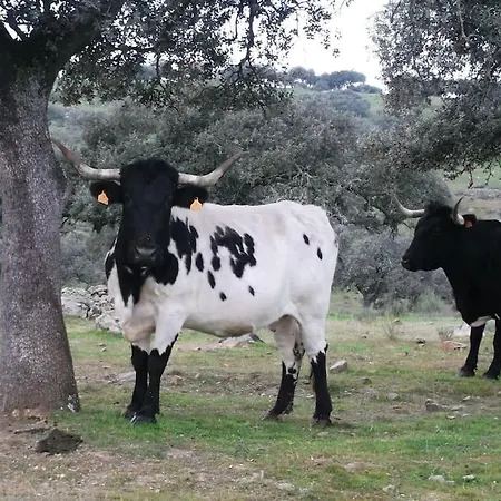 Llanos Feriehus *
