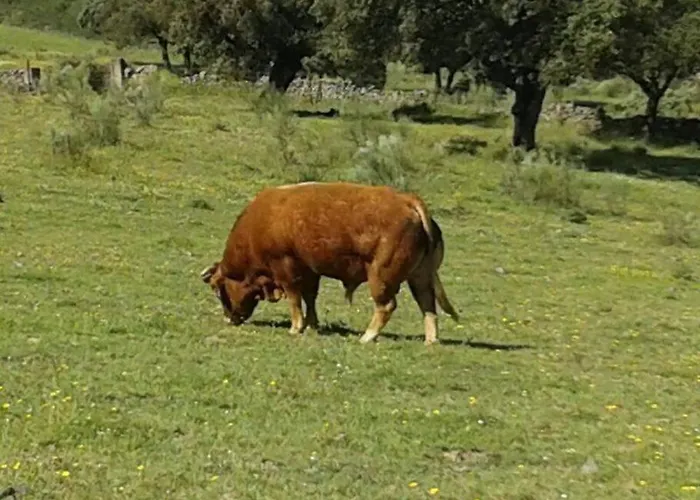 Semesterbostad Llanos *